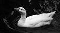 A white duck enjoying his winter bath Royalty Free Stock Photo