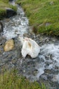 White duck enjoying water Royalty Free Stock Photo