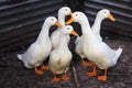 White Duck Farm Royalty Free Stock Photo