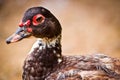 The white duck Royalty Free Stock Photo