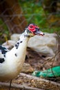 The white duck Royalty Free Stock Photo