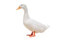 White duck in the Farm