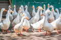 White duck in farm Royalty Free Stock Photo