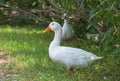 White duck in a farm Royalty Free Stock Photo