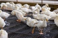 White duck farm Royalty Free Stock Photo