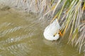 A white duck is feather pecking Royalty Free Stock Photo