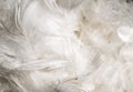 White duck feathers. background or texture Royalty Free Stock Photo