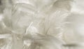 White duck feathers. background or texture Royalty Free Stock Photo