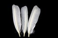 White Duck Feathers on a Black Background Royalty Free Stock Photo