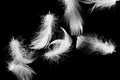 White duck feathers on a black isolated background Royalty Free Stock Photo