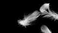 White duck feathers on a black isolated background Royalty Free Stock Photo