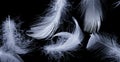 White duck feathers on a black isolated background Royalty Free Stock Photo