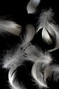 White duck feathers on a black isolated background Royalty Free Stock Photo