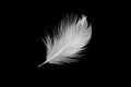 White duck feathers isolated on black background Royalty Free Stock Photo