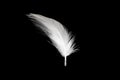 White duck feathers isolated on black background Royalty Free Stock Photo