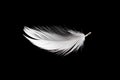 White duck feathers isolated on black background Royalty Free Stock Photo