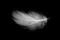 White duck feathers isolated on black background Royalty Free Stock Photo