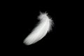 White duck feathers isolated on black background Royalty Free Stock Photo