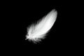 White duck feathers isolated on black background Royalty Free Stock Photo