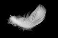 White duck feathers isolated on black background Royalty Free Stock Photo