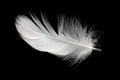 White duck feathers isolated on black background Royalty Free Stock Photo