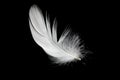 White duck feathers isolated on black background Royalty Free Stock Photo