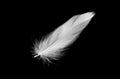White duck feathers isolated on black background Royalty Free Stock Photo