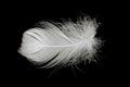 White duck feathers isolated on black background Royalty Free Stock Photo