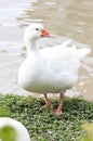 White Duck And Feet Having a Stretch Next To a Pond Royalty Free Stock Photo