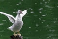 White duck Flapping its wings on wooden pole, green waters Royalty Free Stock Photo