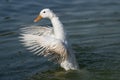 White duck flapping it\'s wings while swimming in the lake Royalty Free Stock Photo