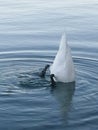 the white duck is floating on the clear water of the lake Royalty Free Stock Photo