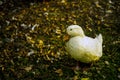 White duck on the ground Royalty Free Stock Photo