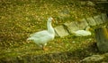 White duck on the ground Royalty Free Stock Photo