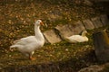 White duck on the ground Royalty Free Stock Photo