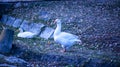 White duck on the ground Royalty Free Stock Photo