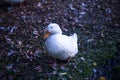 White duck on the ground Royalty Free Stock Photo