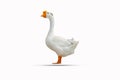 White duck isolated on a white background clipping path