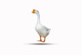 White duck isolated on a white background clipping path