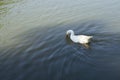 White Duck in The Lake Royalty Free Stock Photo