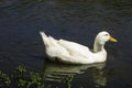 The White Duck on the Lake Royalty Free Stock Photo