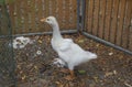 Picture White duck in the natural duck farm Royalty Free Stock Photo