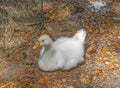 Picture White duck in the natural duck farm Royalty Free Stock Photo