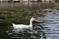 White duck