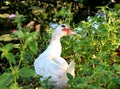 White duck in the open farm Royalty Free Stock Photo