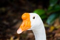 White Duck With Orange Beak