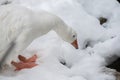 A  close shot of a white duck bird searching for food in the snow Royalty Free Stock Photo