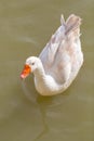 White duck orange beak