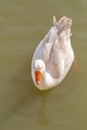 White duck orange beak