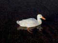 A white duck Royalty Free Stock Photo